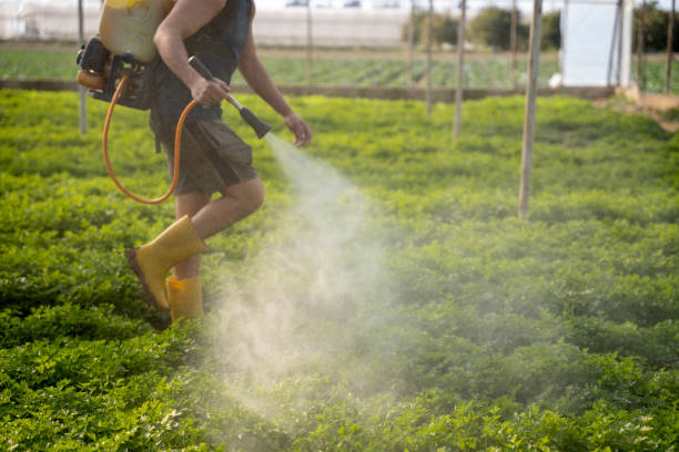 Best Ant Control Services  in Rome City, IN