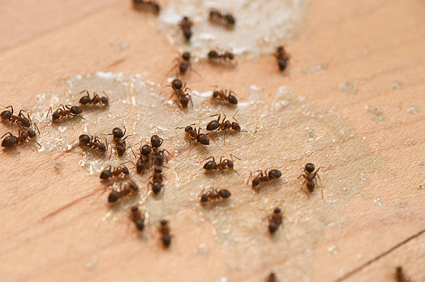 Best Wildlife Control Services  in Rome City, IN