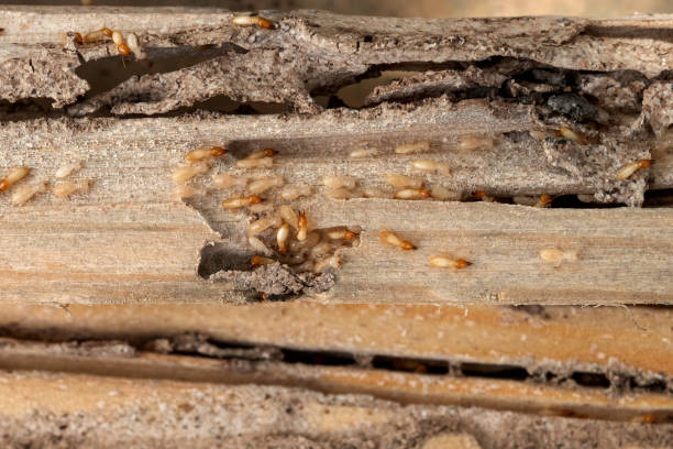 Best Wasp Removal Services  in Rome City, IN